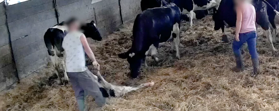 Dairy calf being seperated from their mother